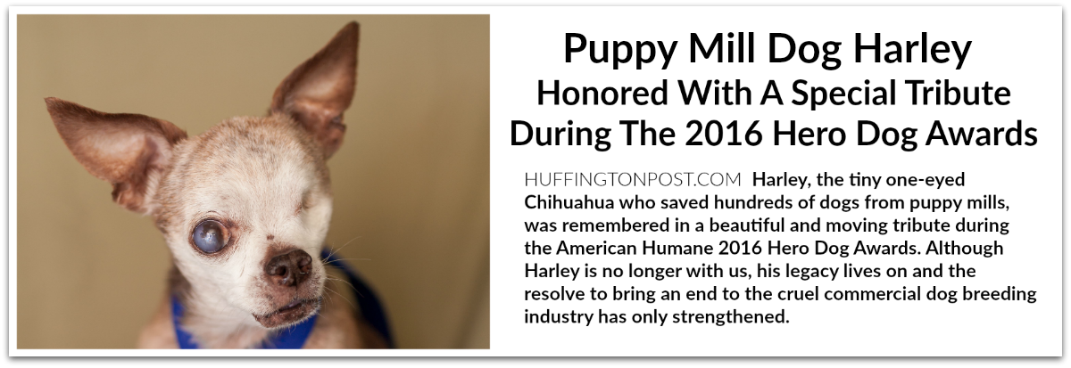 harley-tribute-2016-hero-dog-awards-huff-post